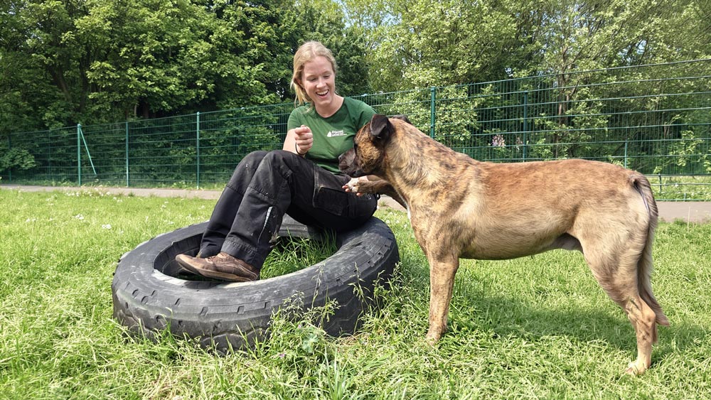 Dagelijkse verzorging in Dierenasiel Regio Roeselare