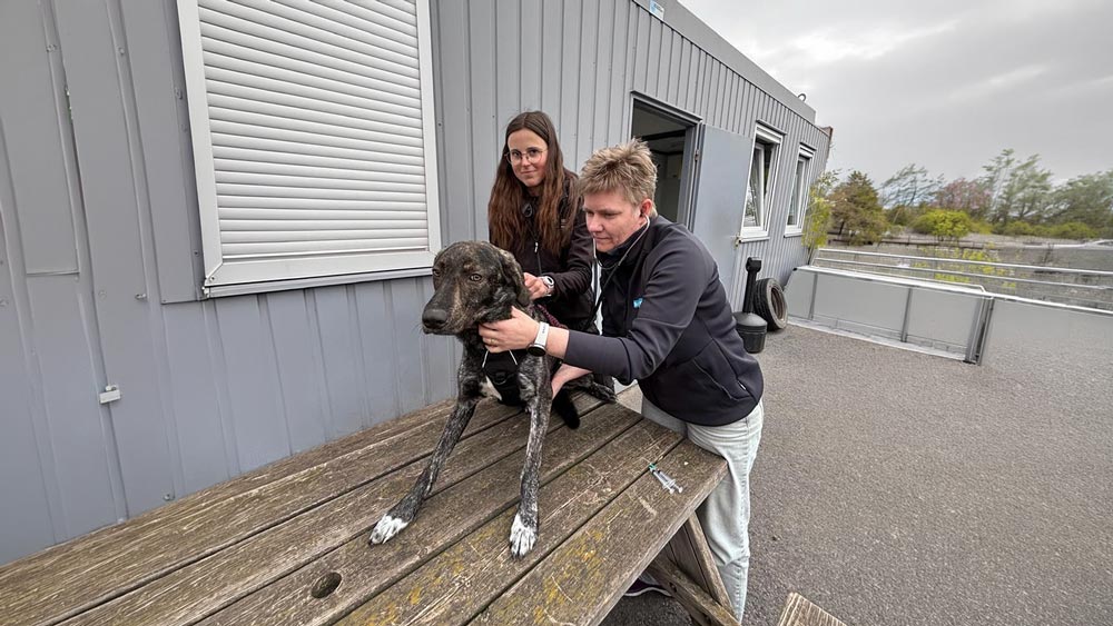 Verzorging en herstel van dieren in Dierenasiel Regio Roeselare